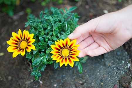 八字命理与五运六气？