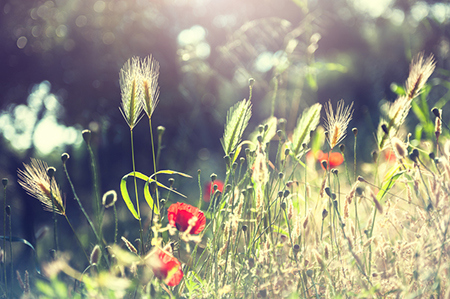 八字中的十大贵命命格？