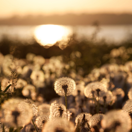 农历月份看是否有旺夫命