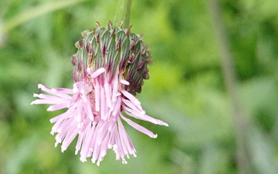 2017年4月28日出生的女宝宝命运