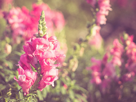 八字看如何选出富贵吉祥日子