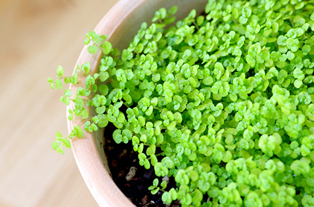 容易招惹官非的八字